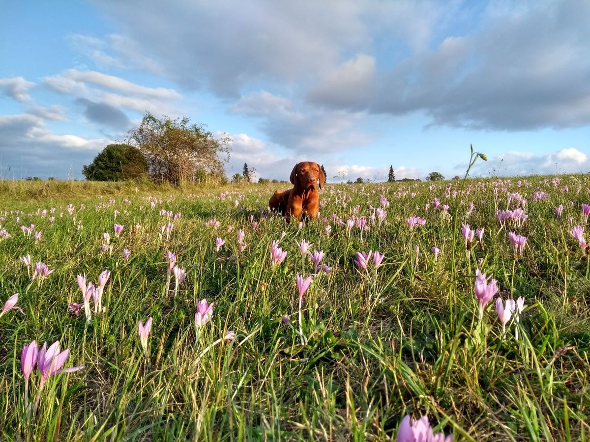 A másfél éves vizsla hallgat gazdájára, akár egy fotózás kedvéért is nyugodtan ülve marad