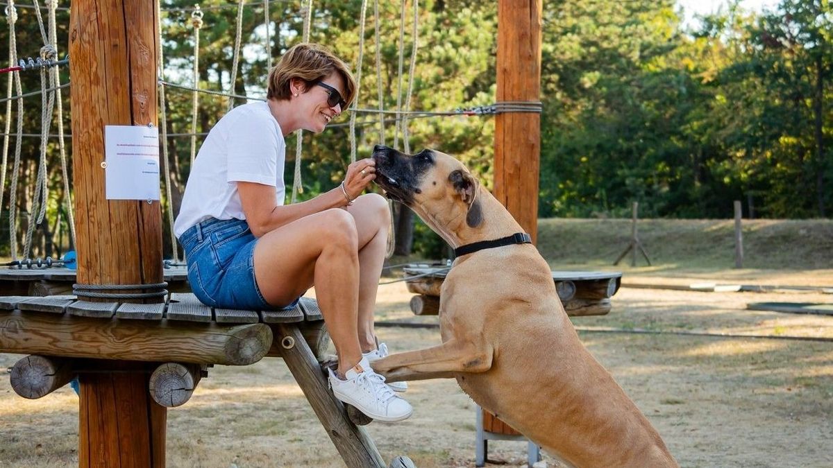 Kutyás piknik és vásár a Nosztori tetején