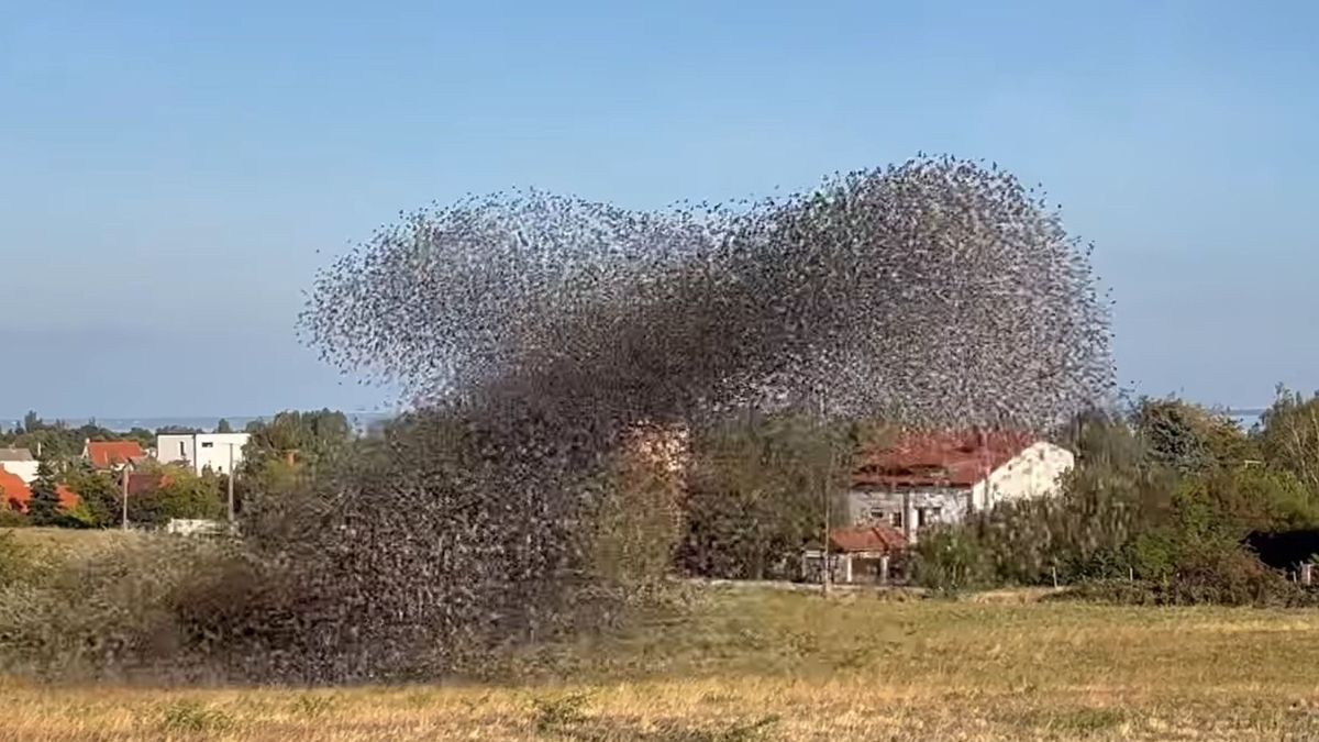 Így táncolnak a seregélyek a Balatonnál (videó)