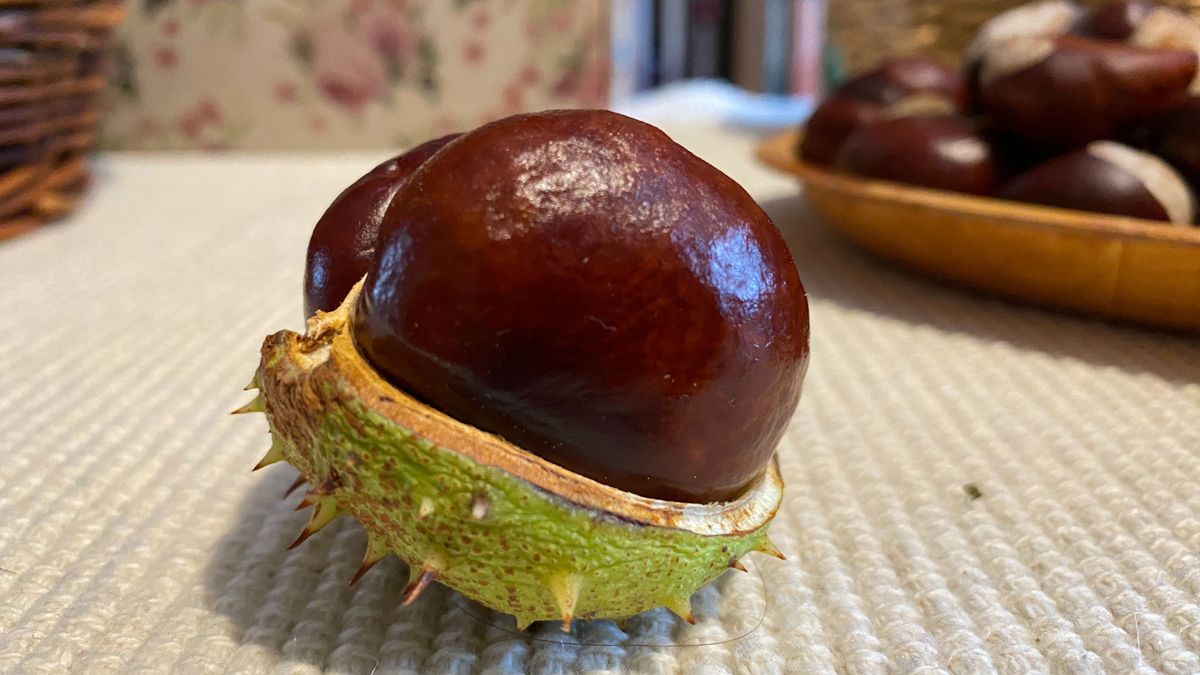 Hajrá, vadgesztenyegyűjtők! – A mini tagiskola nagy terve