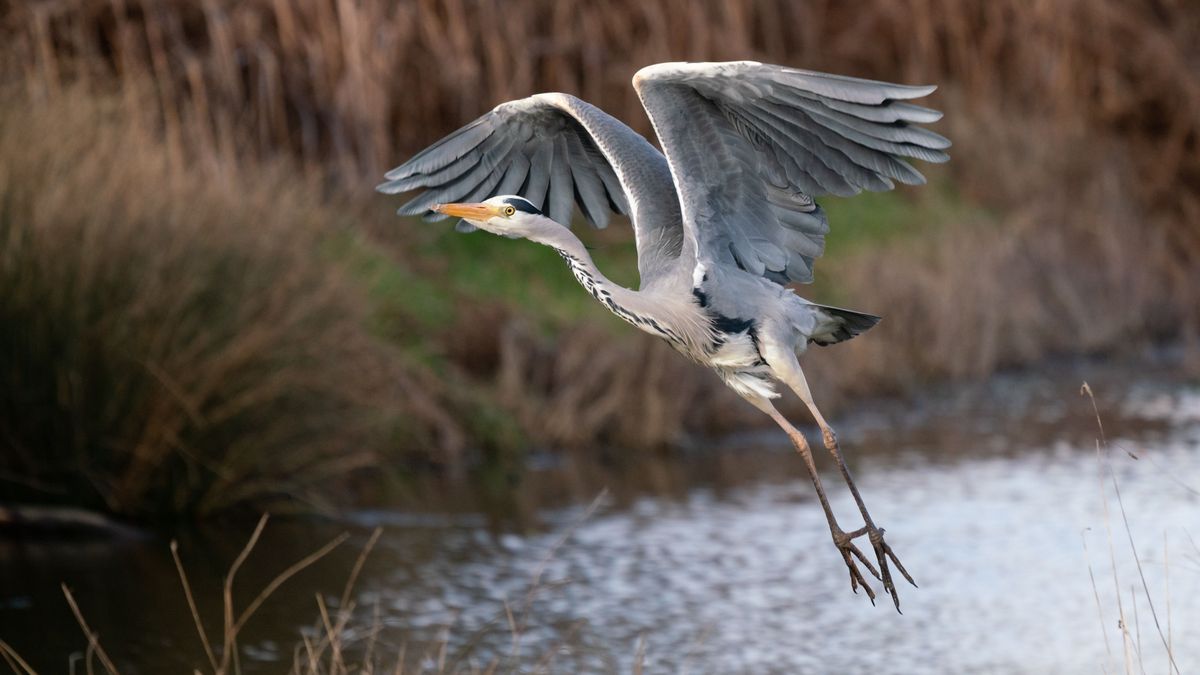 Szörnyű dolog történhet, ha eteti a vízimadarakat