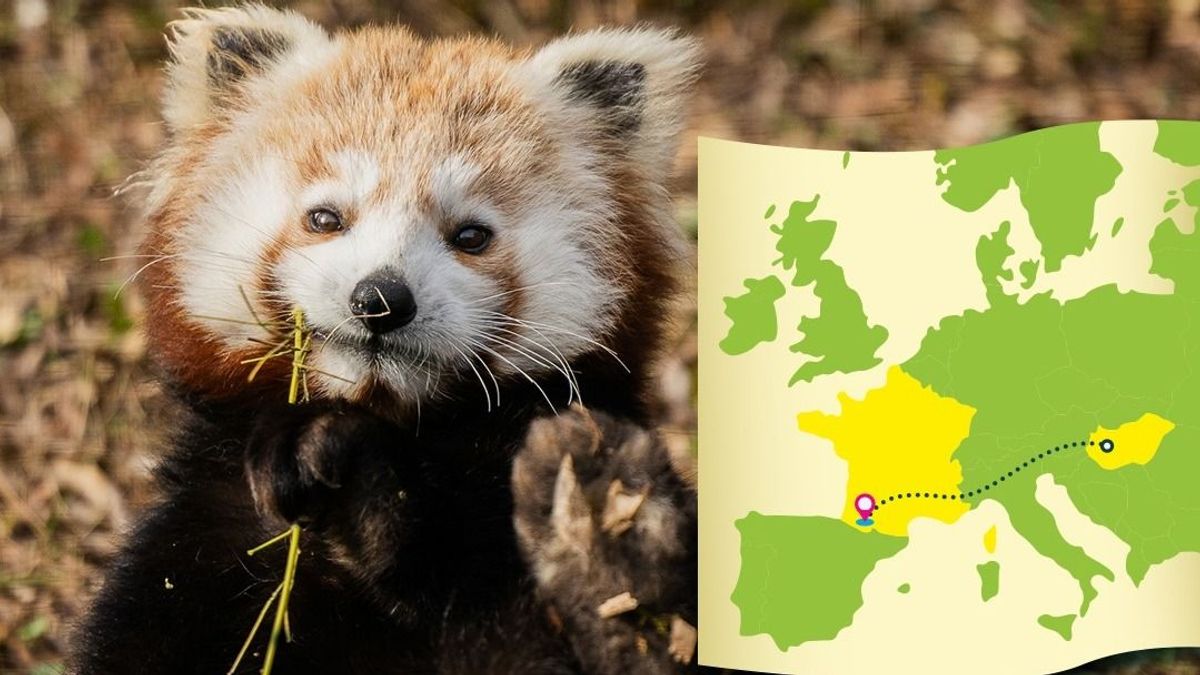 Jó utat, Ginny! Búcsúzik lakójától a Veszprémi Állatkert