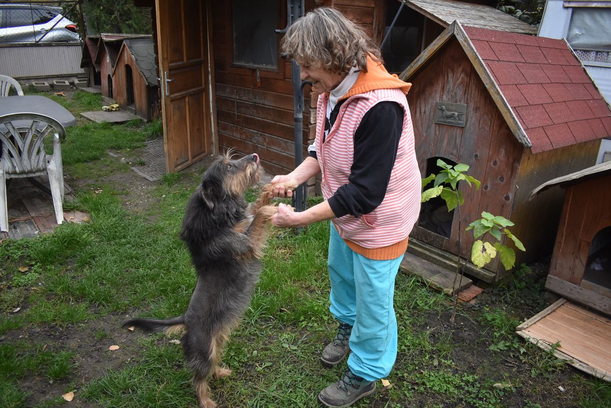 A Második Esély Állatmentő Csoportnál jelenleg 15 kutya és 26 cica várja új gazdáját.