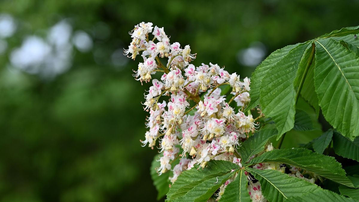 Gesztenyefát ültettek a fesztiválon
