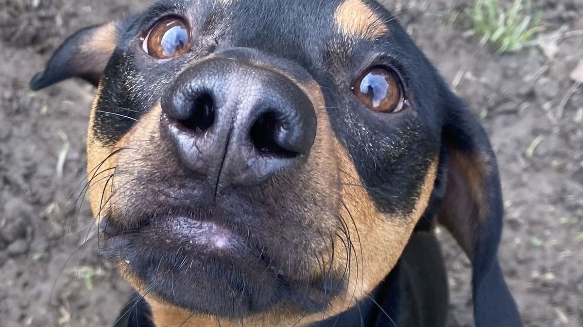 Tündéri kedvencek, ha éhesek