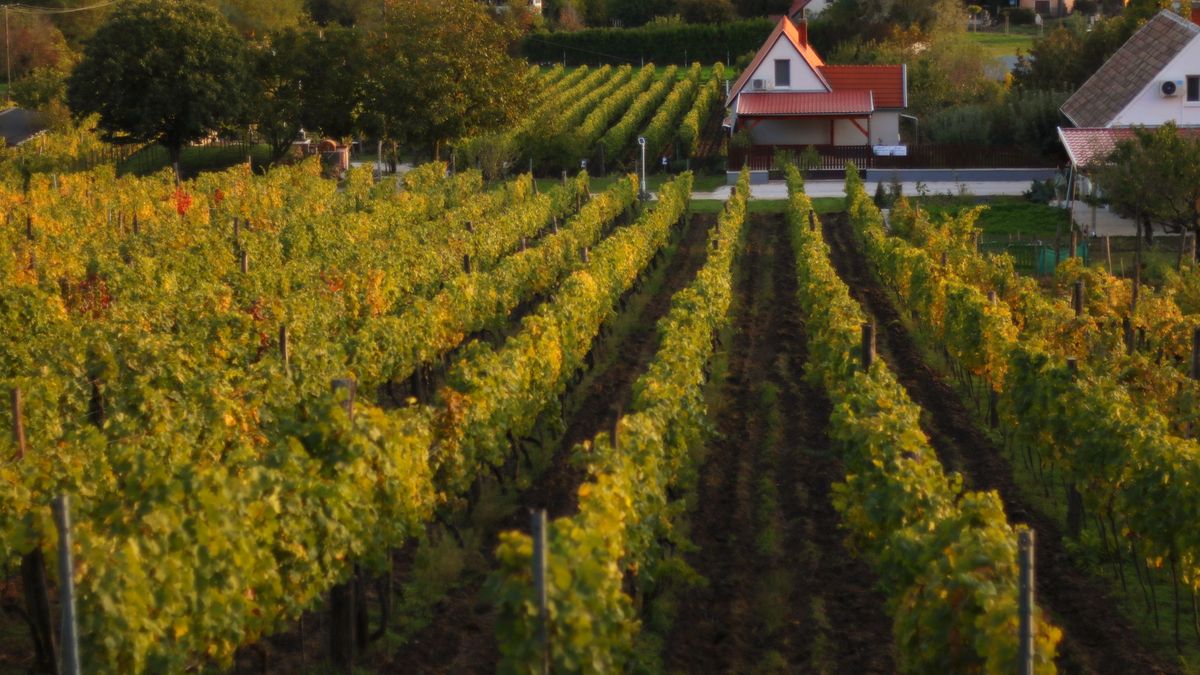 Őszi színekbe burkolózott a Haláp-hegy (képgaléria)