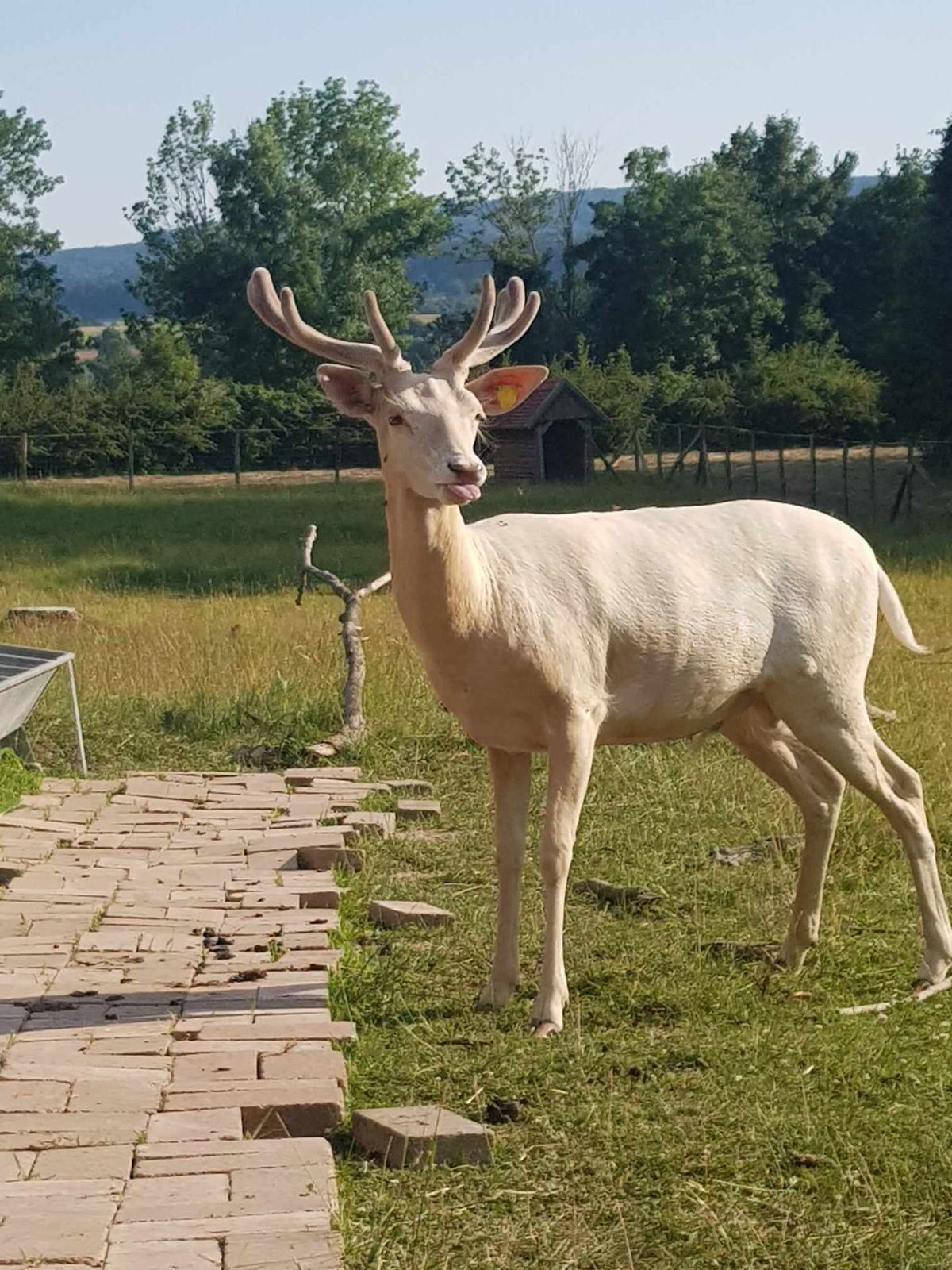 Cremor, a fehér bika szép nagy agancsot és a párzás idejére vastagabb nyakat növesztett 