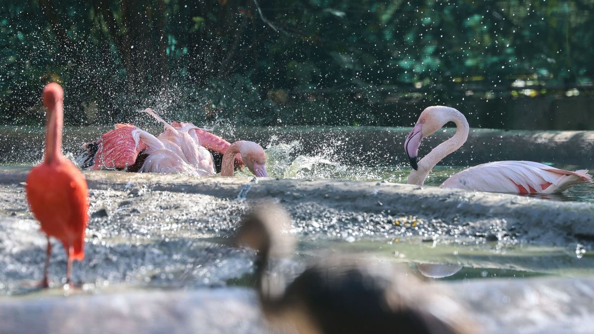 Veszprémi kézilabda, Balaton 100 év múlva és a lenyűgöző állatvilág: nézd végig a legnépszerűbb galériákat.