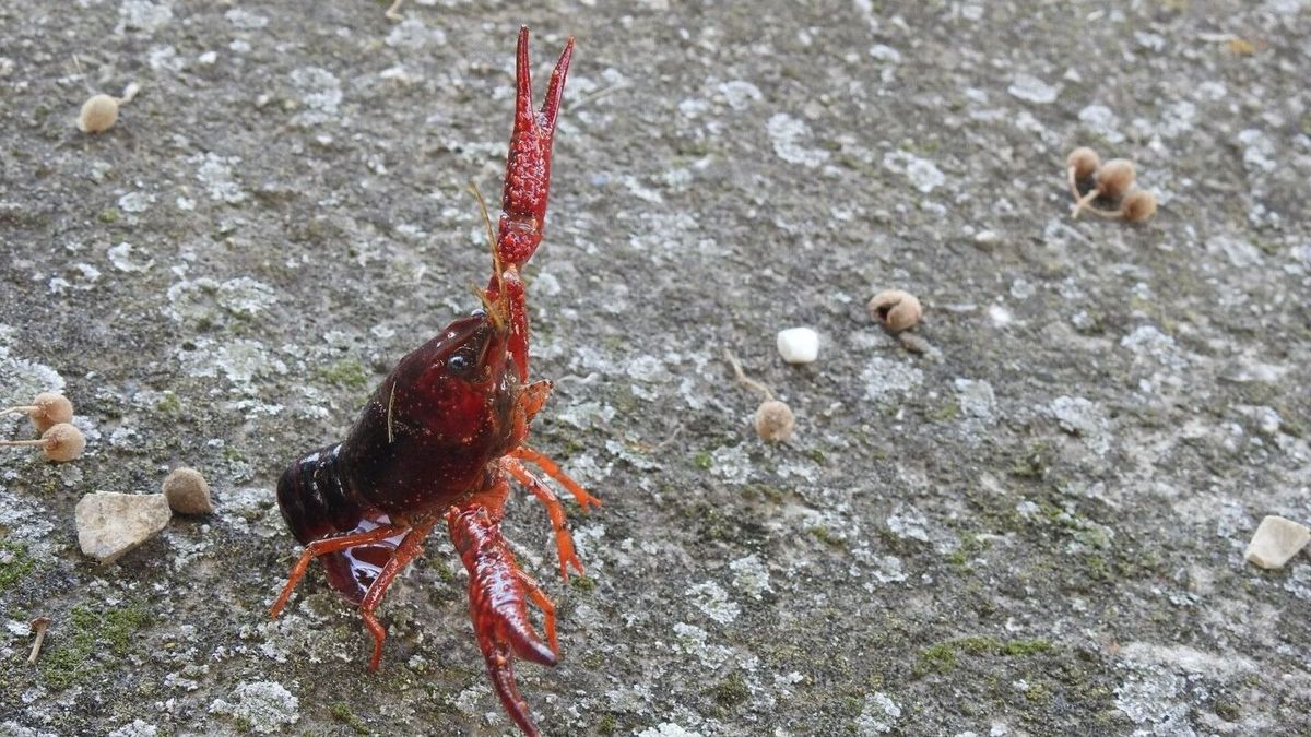 A vörös mocsárrák megjelent a térségben