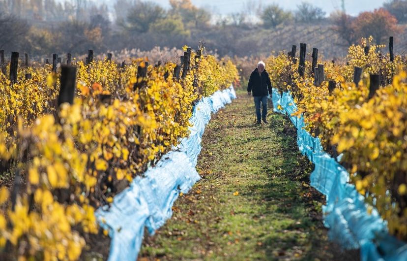 Balatonfüreden ellopták Gyukli Krisztián borász szőlőjét 