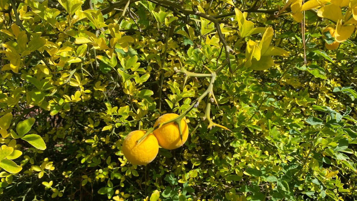 Bőséges citromtermés a húszemeletes tövében – Utánanéztünk, ehető-e (videó)