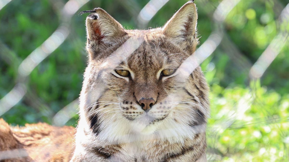 Varázslatos állatvilág (képgaléria)