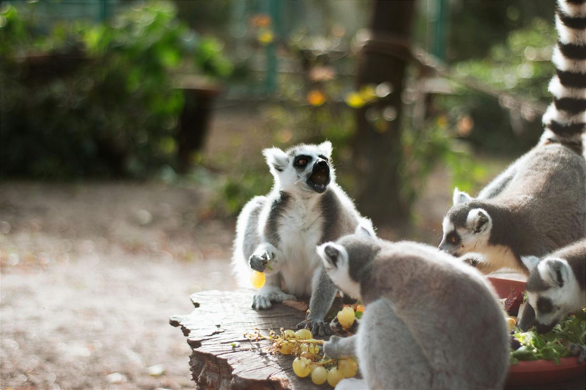 Madagaszkár csodálatos élőlényei