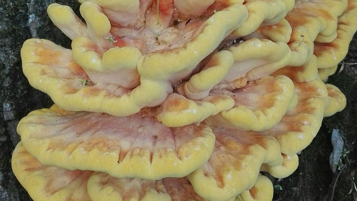 Sárga gévagomba – Közönségszavazást nyert, aranyat ér, de van veszélye a szedésének, az evésének