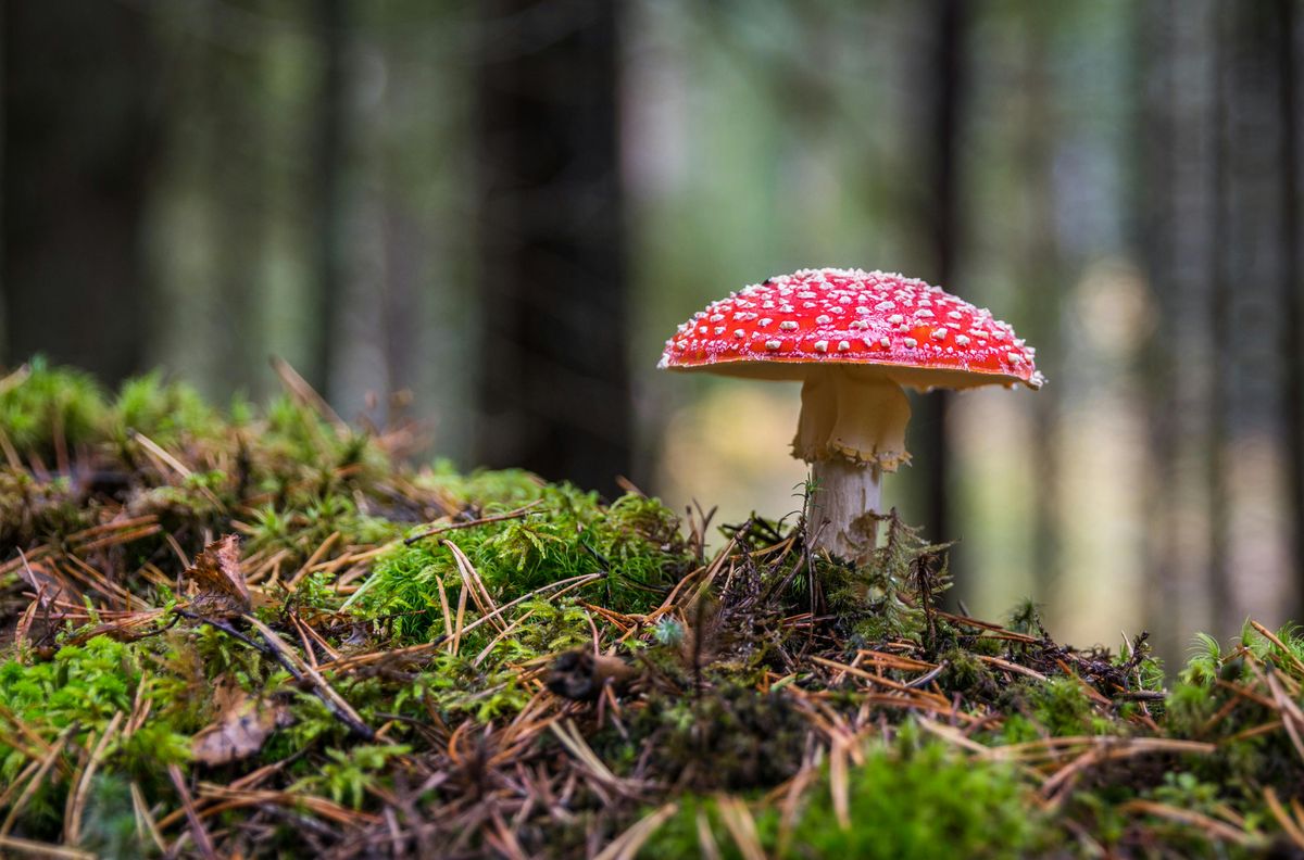 Sok a veszélyes gomba, tízszeresére nőtt a mérgezések száma 