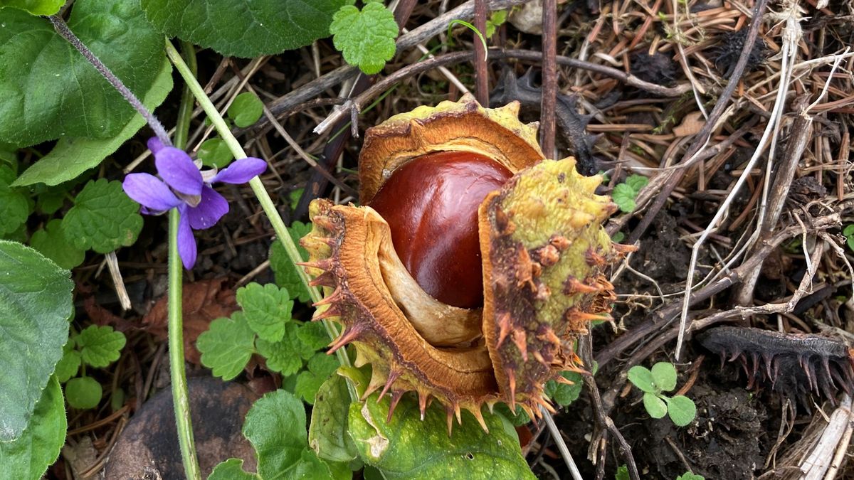 Kikapcsoló befektetés – A legjobb bakonyi programok, túrák hétvégére, egy helyre gyűjtve