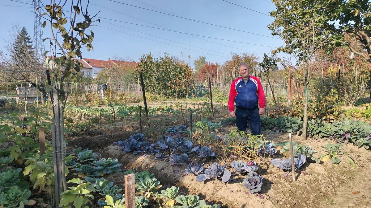 Bő termést hozott a Rozsföld