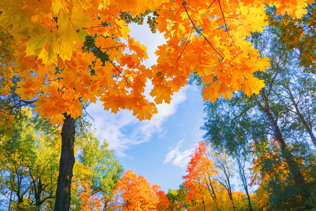 Autumn,Background,Landscape.,Yellow,Color,Tree,,Red,Orange,Foliage,In