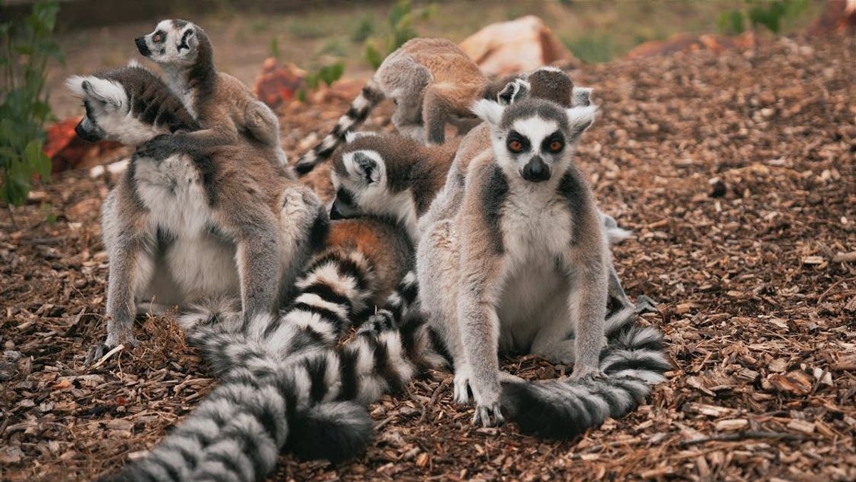 Gyűrűsfarkú Makik: Barátság, Kaland és Védelem (videó)