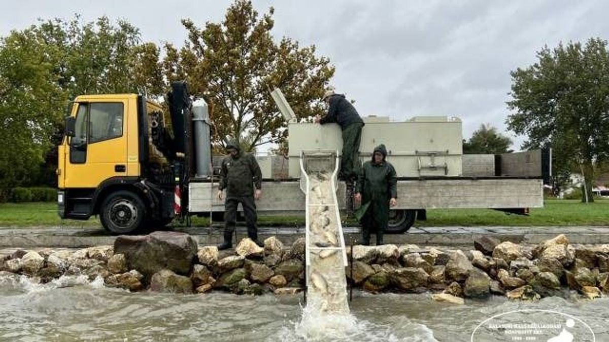 Halak csúsznak a Balatonba