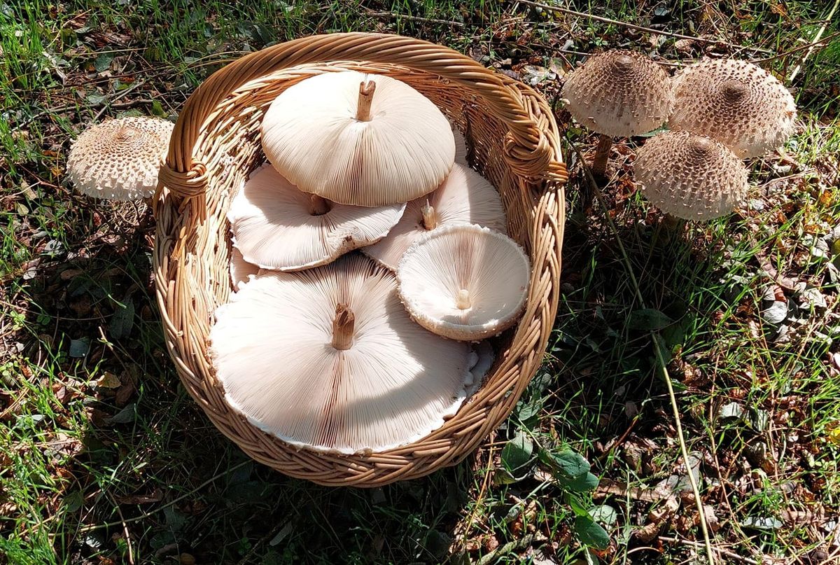 Őzlábgomba most akkora is könnyen szedhető a Magas-Bakonyban, ami alig vagy nem is fér be a kosárba