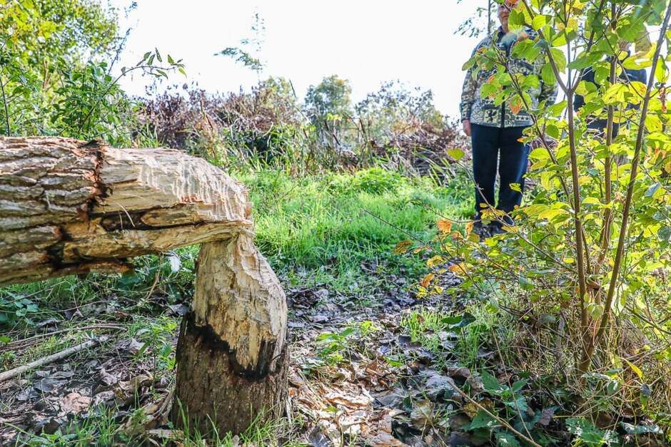 A hódok komoly kárt okozhatnak a fákban 
Fotó: Unger Tamás