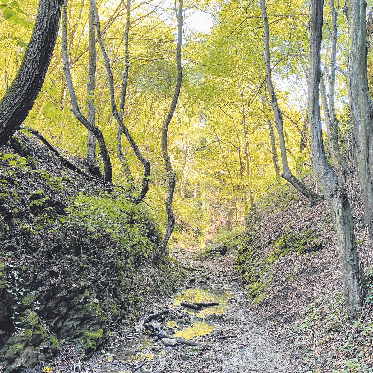 Erdész, az erdő gondozója