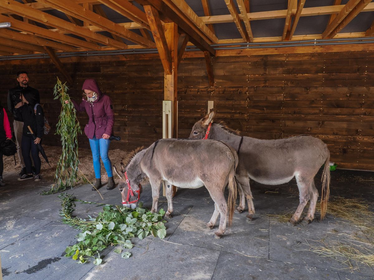 Túrázás – Ha Szépalmán kirándulunk, a Kőris-hegy közelében az Országos Kékkörön túrázunk, érdemes meglátogatni az új állatsimogatót