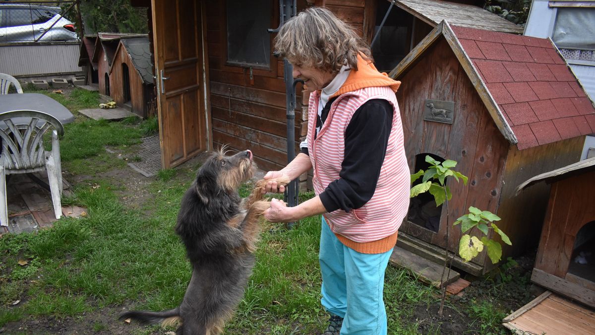 Egy hely, ahol minden négylábú otthonra lel