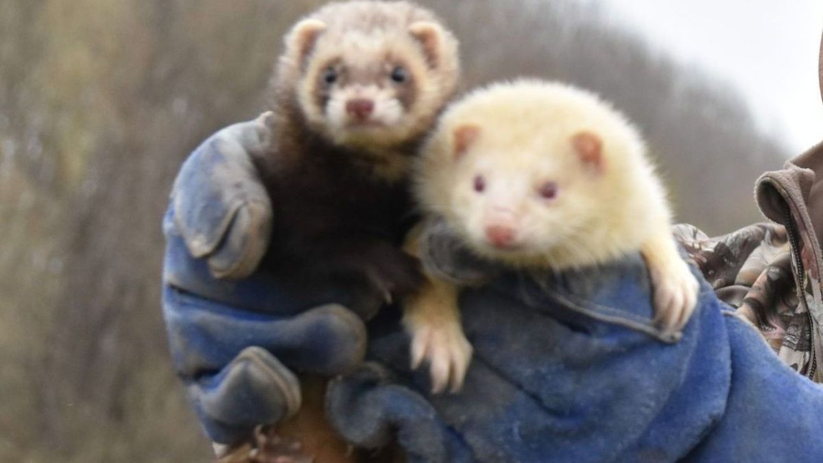 Nézni is rossz: vadászgörényekkel kínozta a kutyáját egy férfi Tiszaszalkán