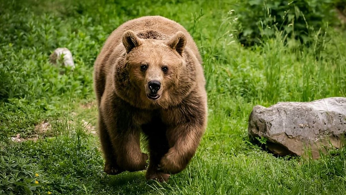 Nem játék: medvét láttak a Dunántúlon