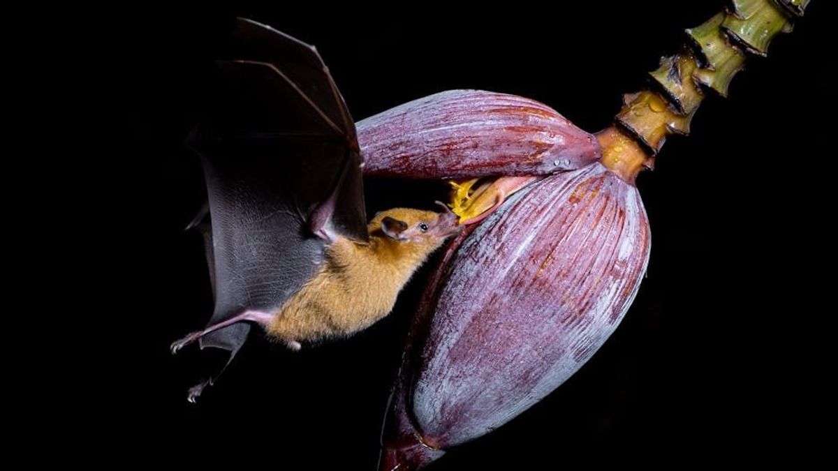 Denevérodú-készítő hétvégére várnak önkénteseket