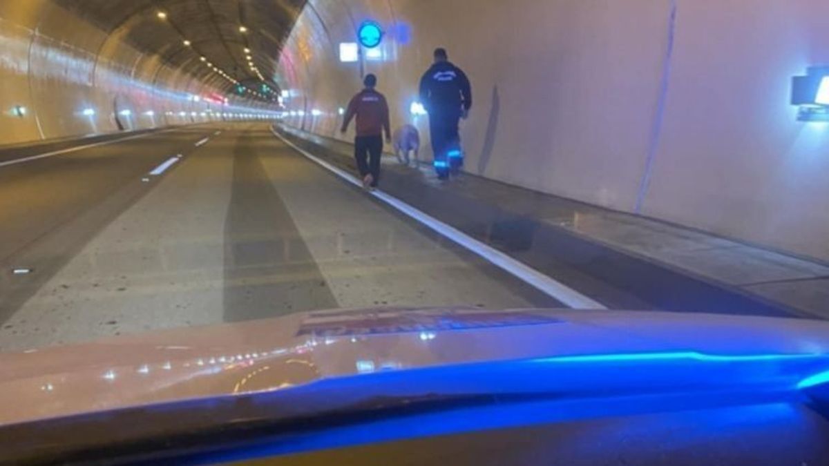 Micsoda disznó! Malac zavarta meg a forgalmat az M6-oson