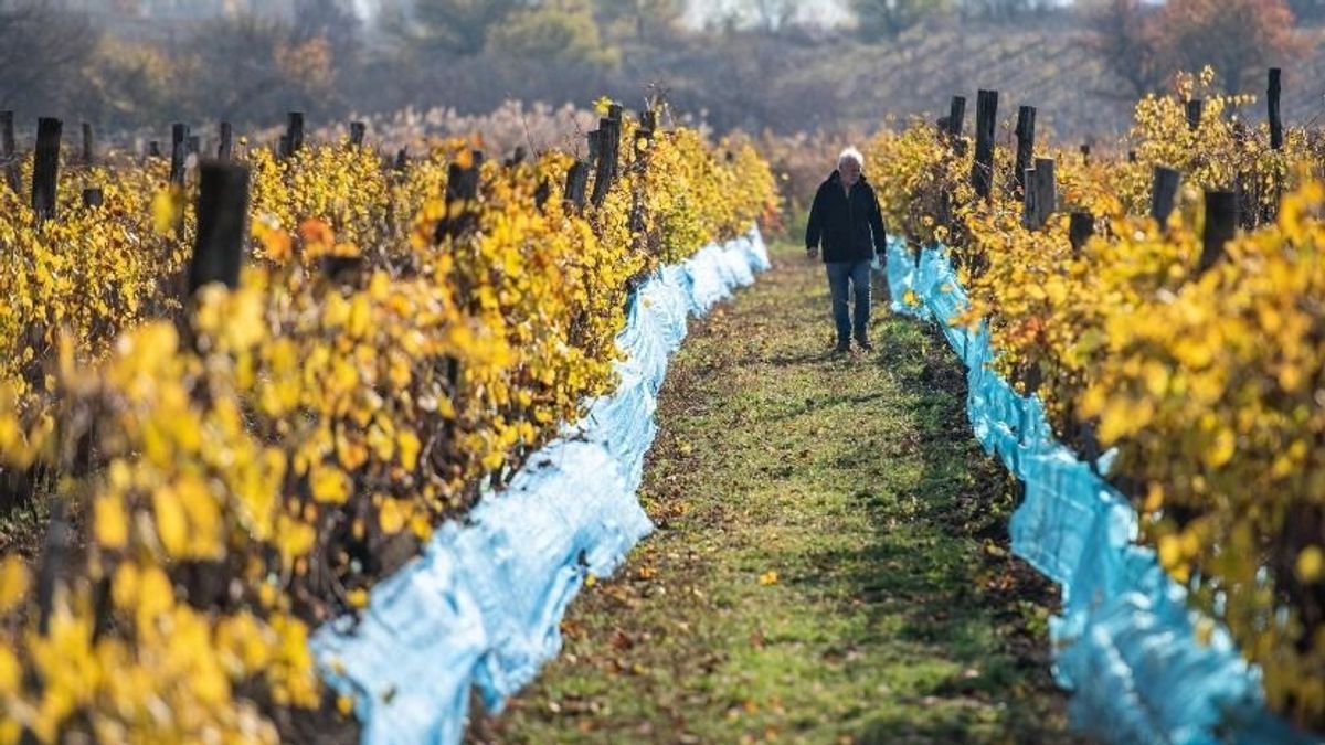 Balatonfüred: ellopták a borász szőlőjét