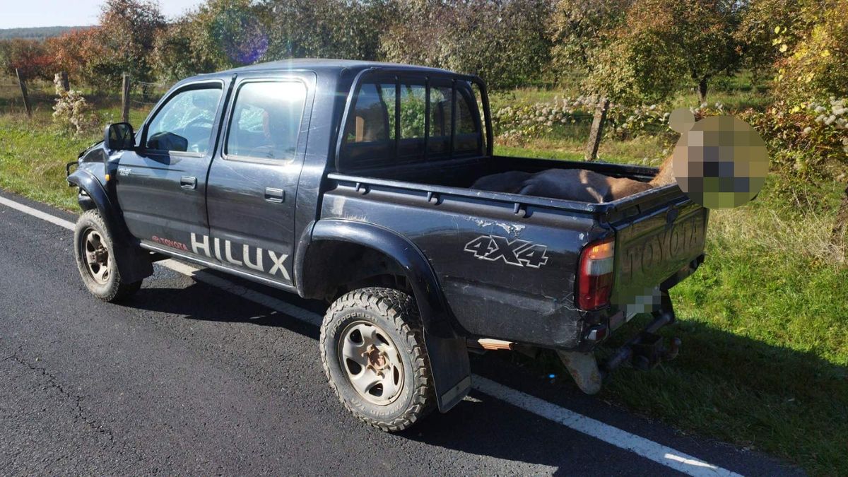 Vadbaleset a 73-ason: a platóra esve pusztult el a szarvas