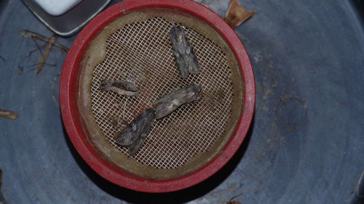 Engedély nélkül gyűjtötték a lepkéket