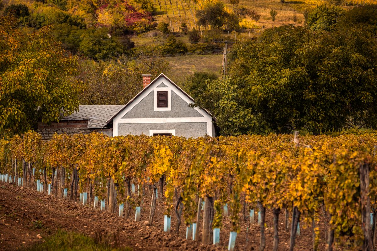 Tiny,Press,House,With,Rows,Of,Grapes,On,A,Hillside