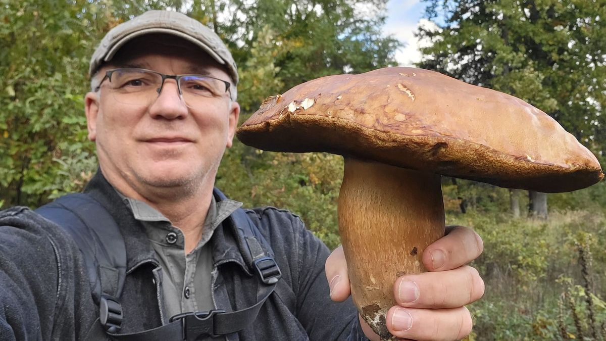 hatalmas gomba az őszi Bakonyban 