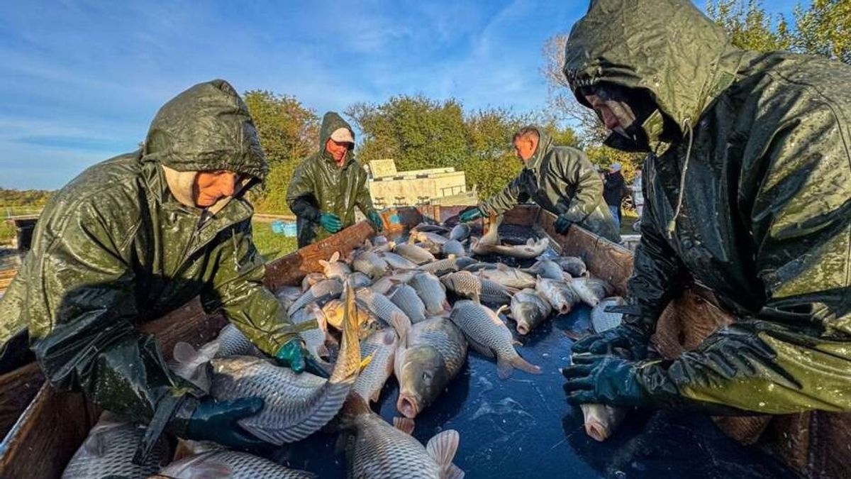 Így nevelik fel a magyar tenger saját halát, a balatoni sudár pontyot