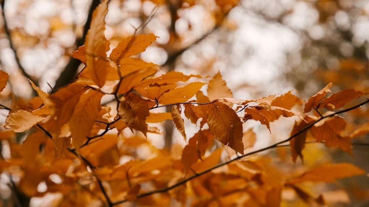 Derűs, de napos időnk lesz