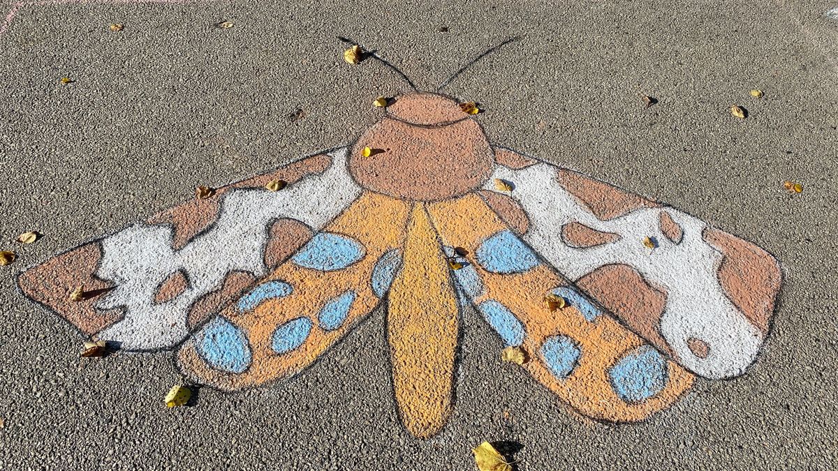 Rajzok az év állatairól – Játsszon velünk! Segítünk (képgaléria, videó)