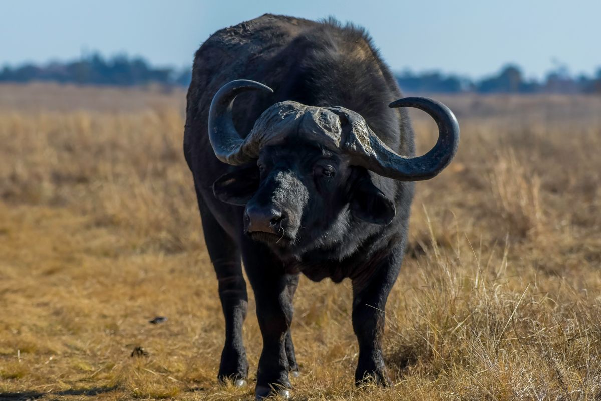 A turisták sehol se közelítsenek a bivalyokhoz – ez fontos szabály