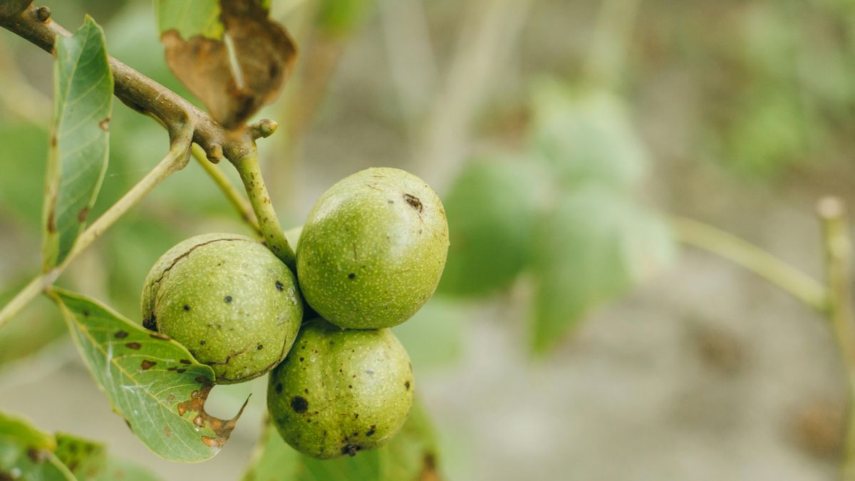 Mit tehetünk a diók réme ellen?