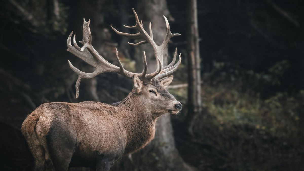 Rengeteg a vad az utakon, fokozottan figyeljünk!