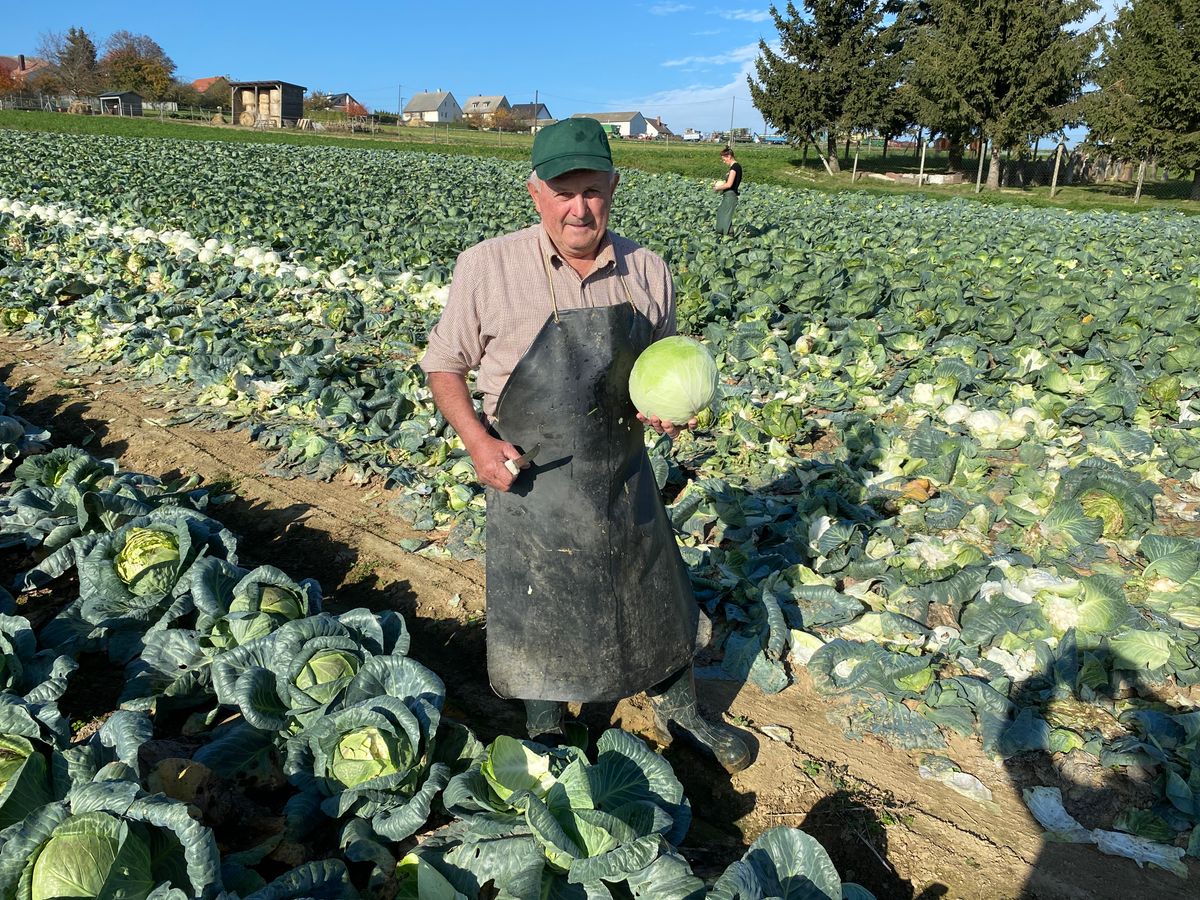 Hanich Gyula régóta termeszt Olaszfaluban káposztát, olyan rossz termést, mint idén még nem látott. A minőség a szokásos, de kevés a káposzta és kicsik a fejek