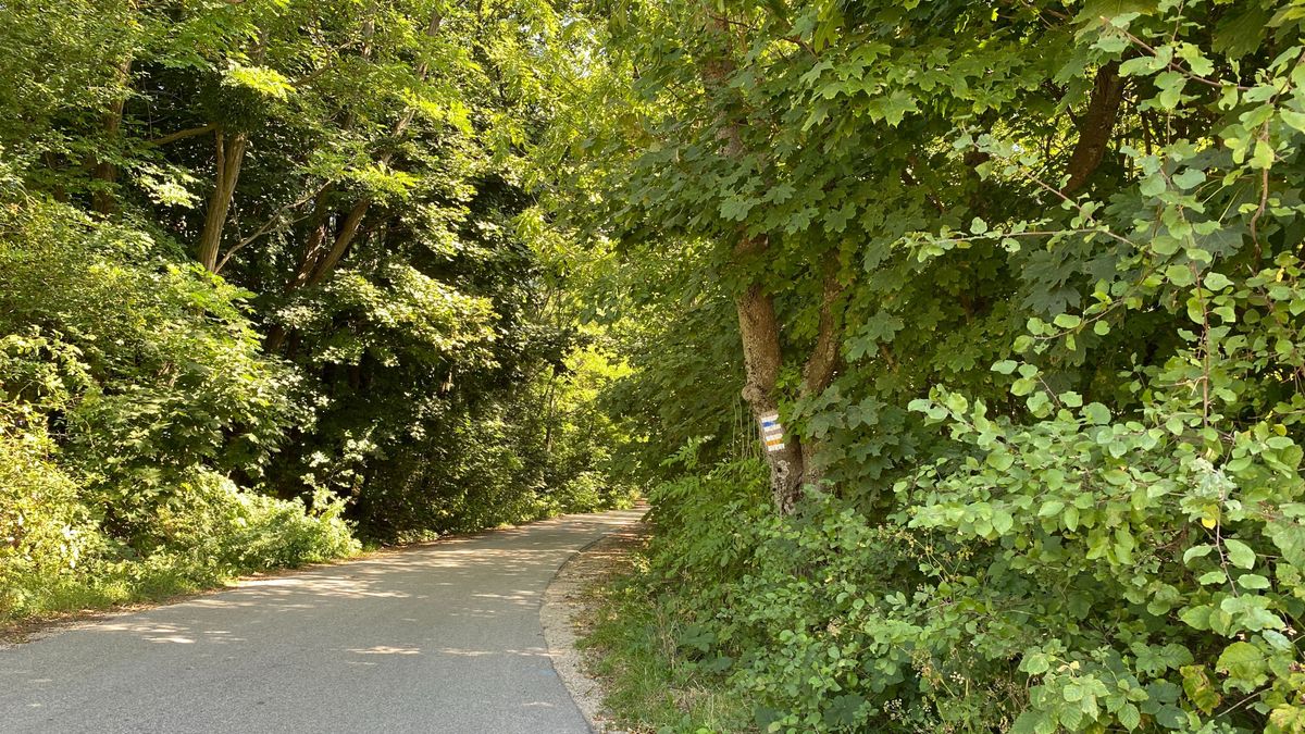 Év fája – Nyuszifára, boszorkányűzőre, tavaszi havazást elintézőre szavazhatunk