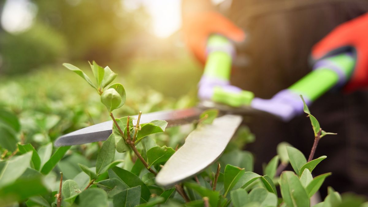 Római szabályok a kertben: oszd meg és uralkodj!