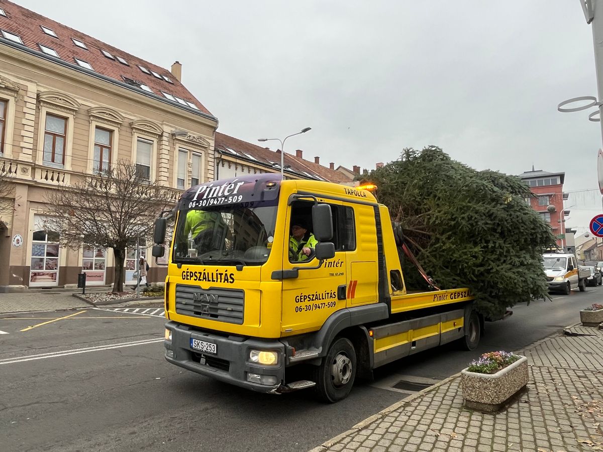 Tapolca ajándék fenyőfája Zalahalápról érkezett