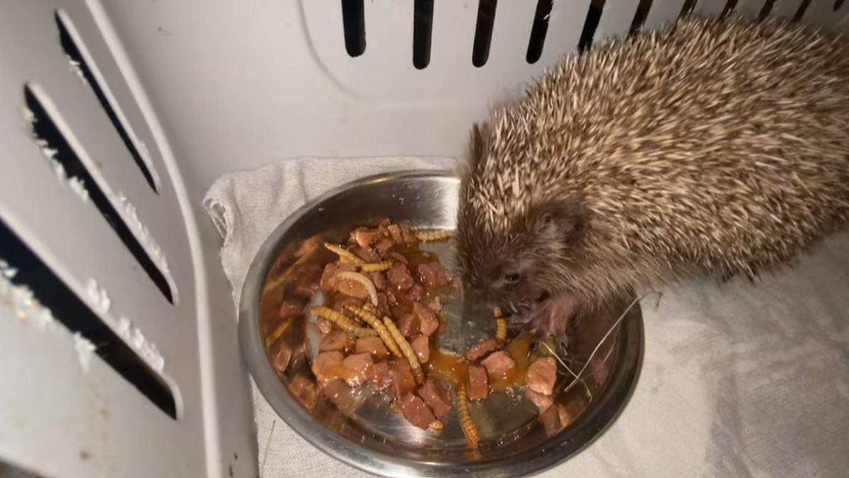 Ennél az amputált lábú süninél ma már nem látsz cukibbat +videó!