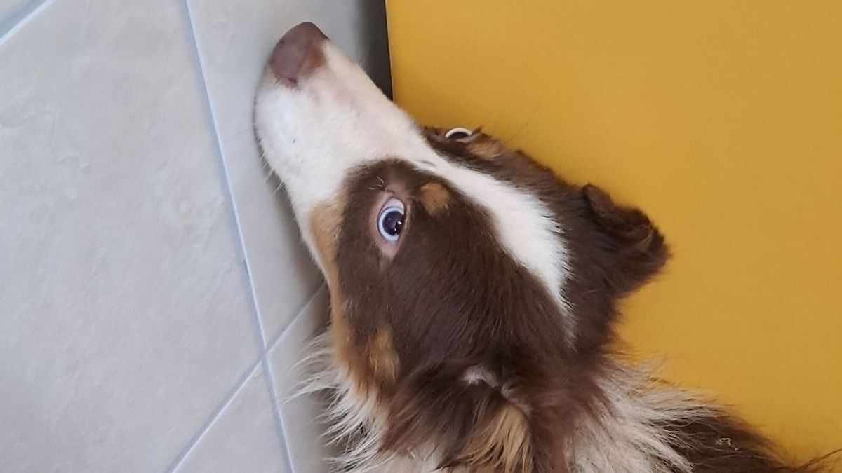 Szívszorító, mit élhetett át a csöngei horrortelepről mentett kutya